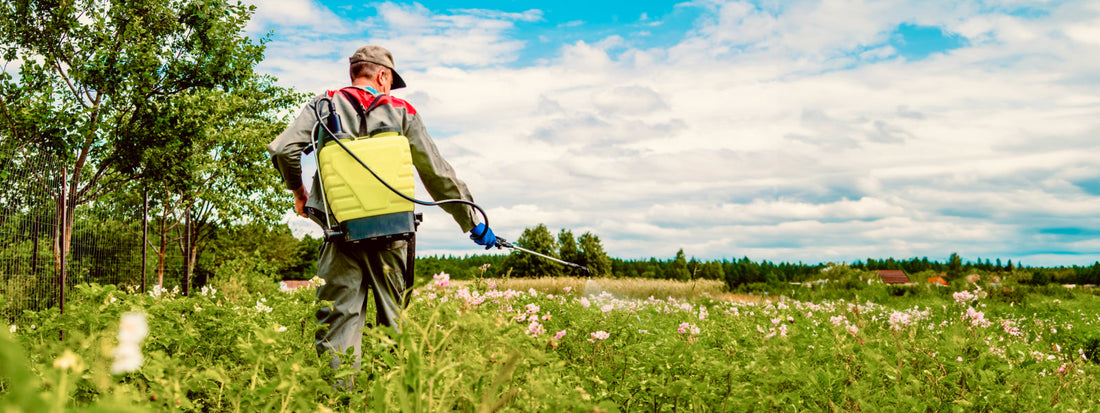 Man with hat spraying his plants with pesticides