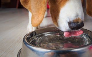 Brown and white dog drinking BOROUX water from a water bowl