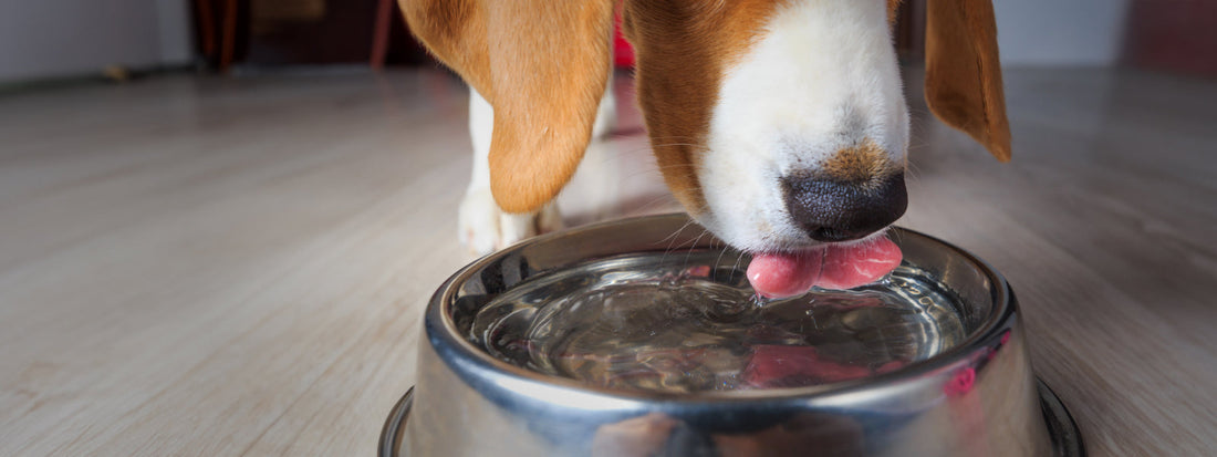 Brown and white dog drinking BOROUX water from a water bowl
