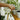 Water plants using a water sprayer and BOROUX water