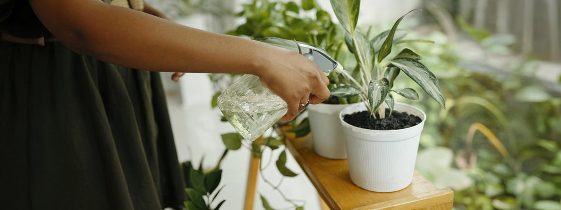 Water plants using a water sprayer and BOROUX water