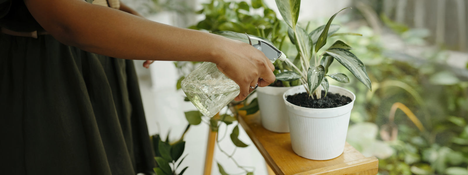 Water plants using a water sprayer and BOROUX water