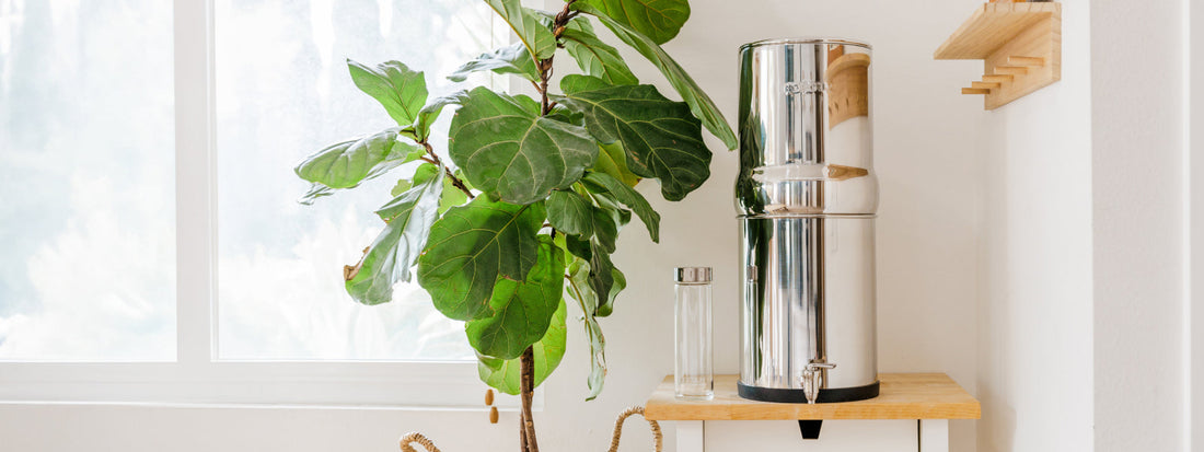 BOROUX legacy system on stand ready to filter THMs